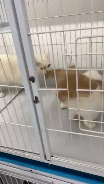 吃瓜群众搞笑猫猫视频,吃瓜群众见证猫猫们的欢乐时刻