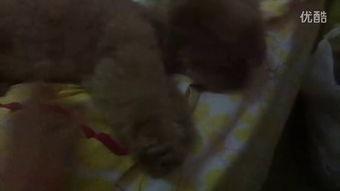 摆子姐吃瓜视频大全,揭秘娱乐圈幕后故事