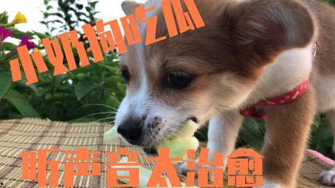 狗主人吃瓜的视频播放,网友热议宠物与主人的欢乐时光