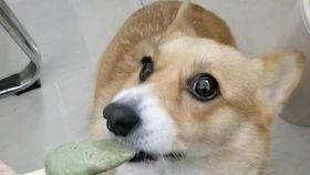 柯基吃凉瓜吗会死吗视频,生死危机背后的真相揭秘