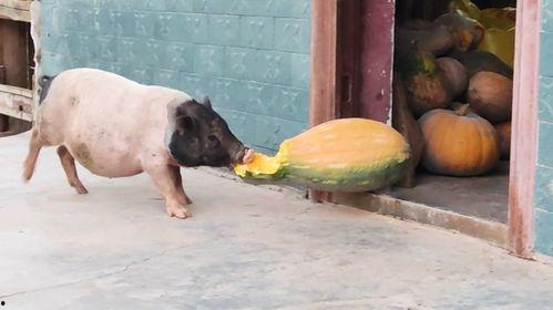 吃小猪瓜的视频,趣味视频带你领略美味瞬间