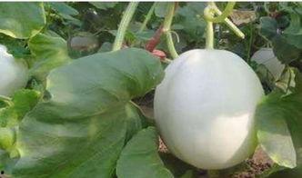 柯基吃白兰瓜好吗视频讲解,美味与健康的双重体验