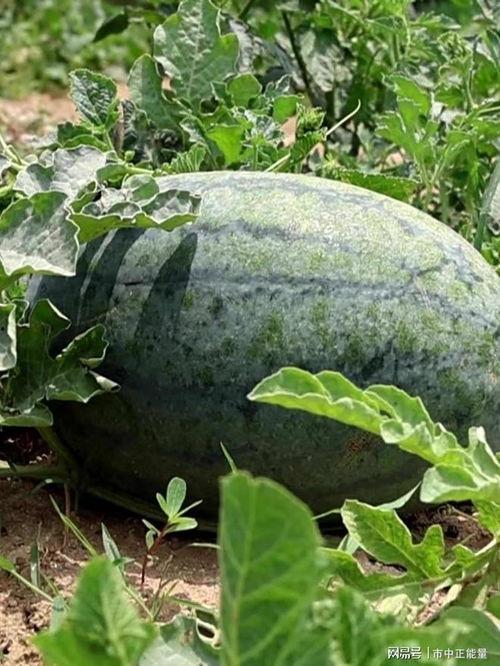 滕州市吃瓜视频公司,揭秘本地短视频产业的崛起之路