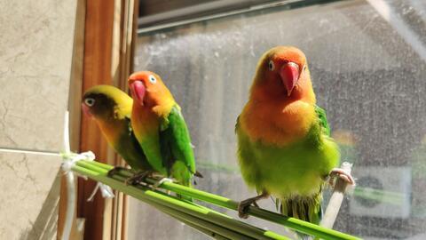 鹦鹉可以吃绿宝瓜吗视频,绿宝瓜的适宜性探讨