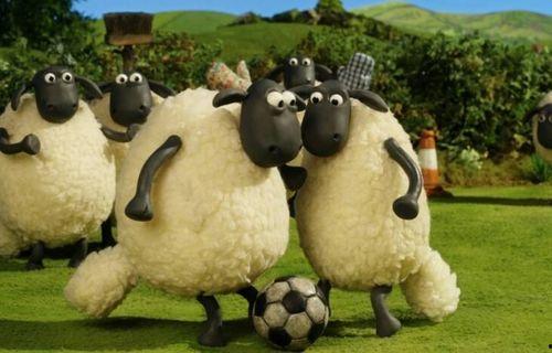 肖恩吃瓜羊群视频,一场欢乐的羊群盛宴