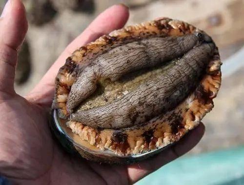 刘大瓜吃田螺螺丝视频在线观看,在线观看尽享美味时光