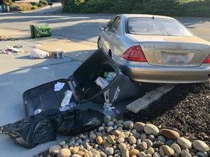 车祸撞车吃瓜狗的视频,这瓜太硬核了！