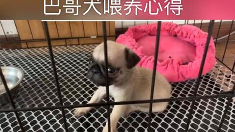 巴哥可以吃蜜瓜吗图片视频,美味还是禁忌？