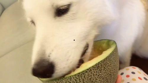 吃瓜民众吃瓜视频在线观看,在线观看吃瓜视频的狂欢盛宴