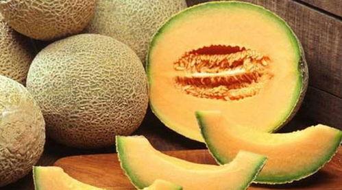 燕子吃哈密瓜视频大全下载,趣味视频集锦下载