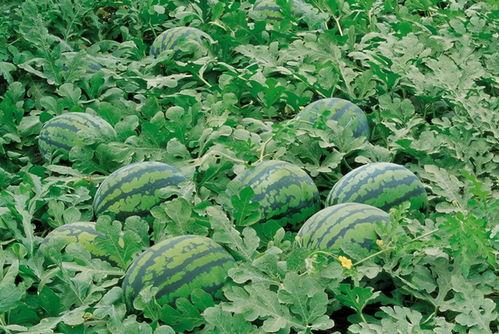 民国吃瓜视频大全,吃瓜群众视角下的时代百态