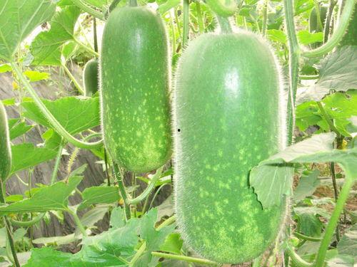 连云港老板吃瓜视频大全,揭秘幕后故事与趣味瞬间