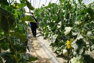 赵县的吃瓜视频,揭秘当地特色美食背后的故事