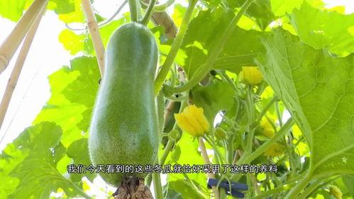 广东jk吃瓜的视频,揭秘网络热点的背后真相