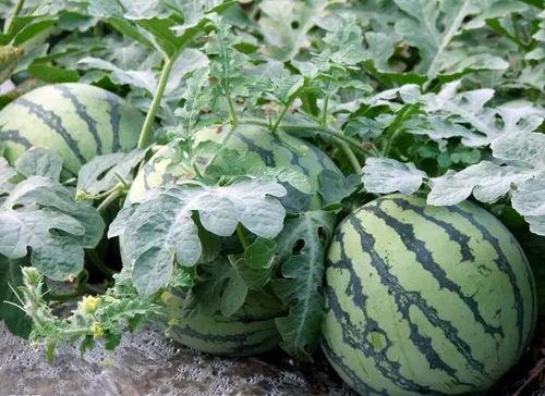 莲花楼吃瓜视频