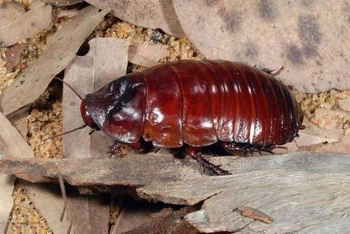 带你吃瓜大蟑螂视频,带你揭秘“带你吃瓜大蟑螂”视频背后的故事