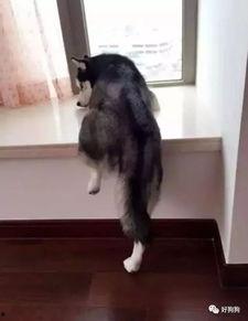 资深吃瓜群众二哈视频,资深吃瓜群众带你领略萌宠界的欢乐盛宴